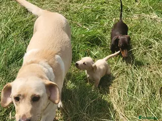 Mixed Breed dogs Labrador x sprocker puppies - Advert 5