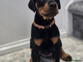Dobermann dogs 🥇European Champion Line Dobermann puppies 🐶 🏆 - Advert 16
