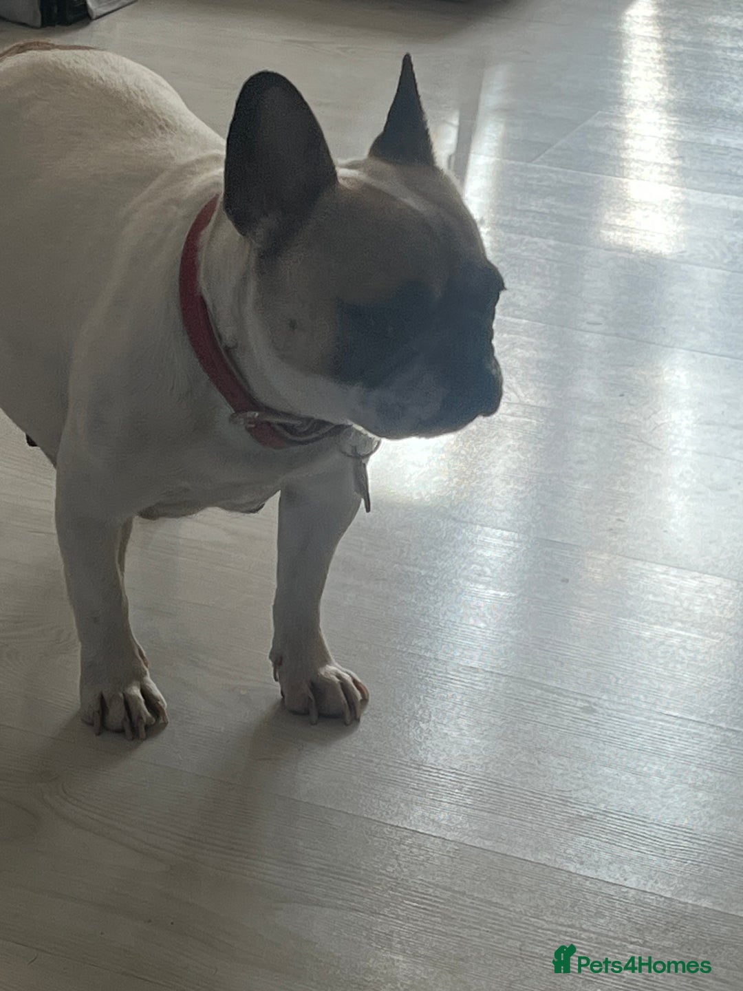 French Bulldog dogs for sale: Milo, Lovable boy Frenchie, amazing price 💫 - Image 22
