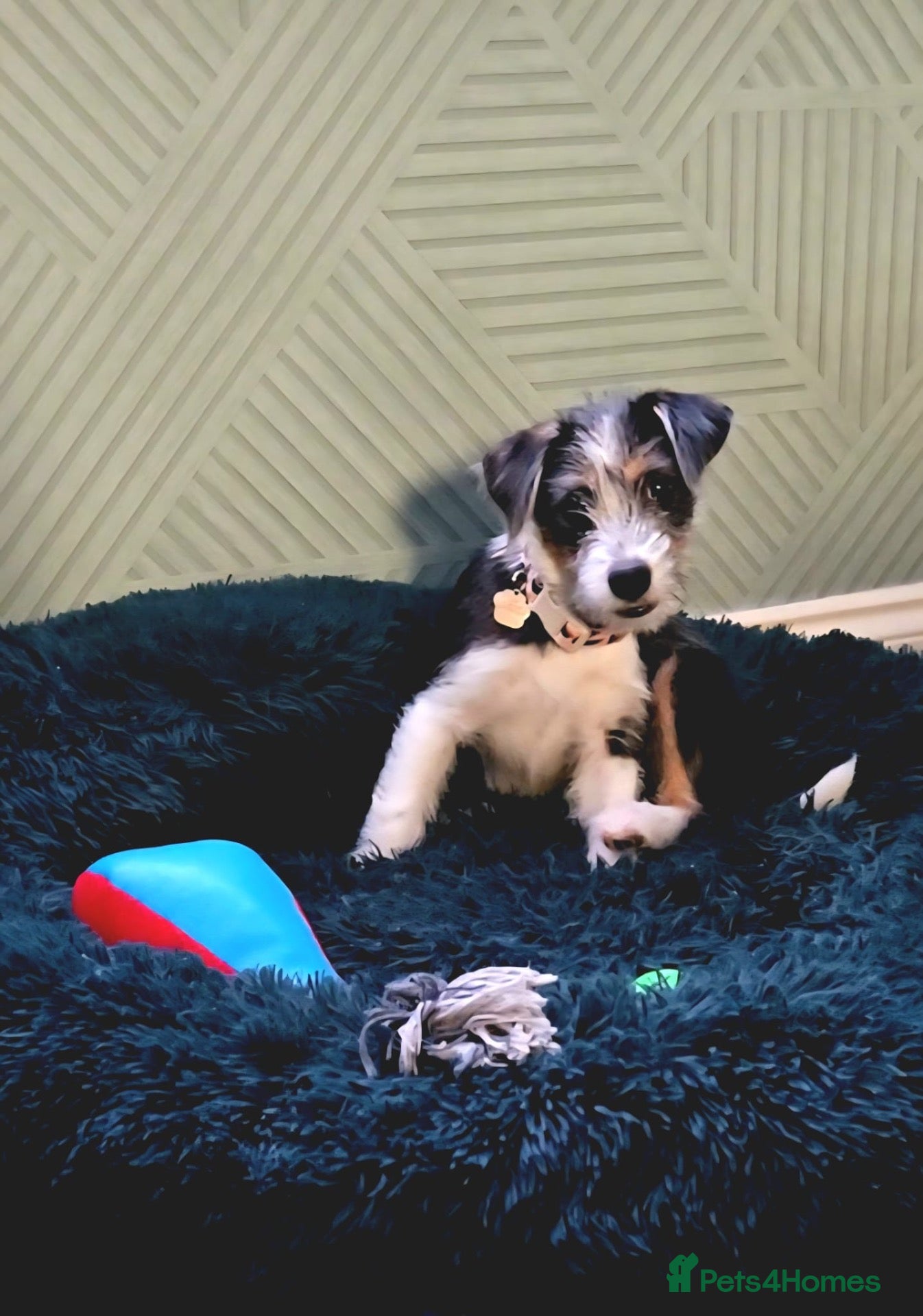 Mixed Breed dogs for adoption: Lolo 🩷 - Advert 1