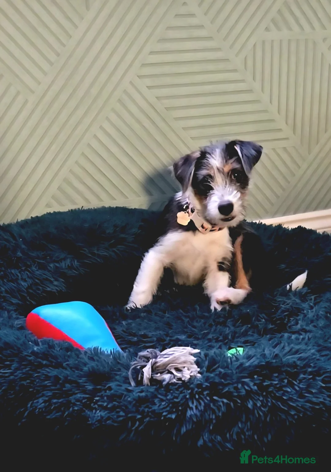 Mixed Breed dogs for adoption: Lolo 🩷 in Middlesbrough - Advert 1