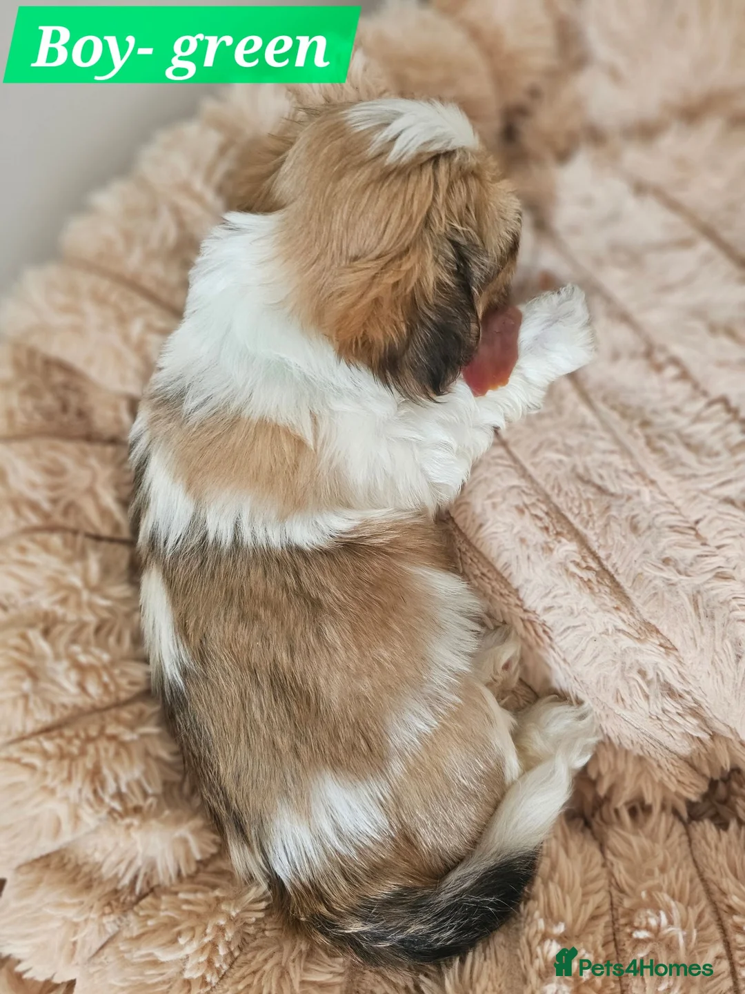 Lhasa Apso dogs for sale: Beautiful Lhasa Apso Puppies - 2 Girls and 3 Boys - Advert 10