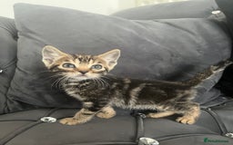 Bengal cats for sale: Bengal Kittens - Image 7