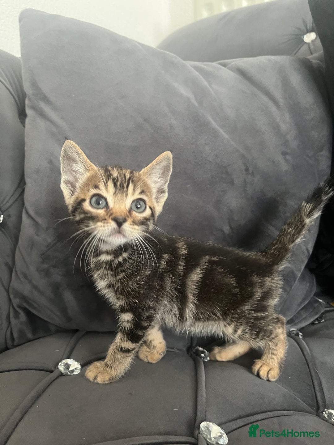 Bengal cats for sale: Bengal Kittens - Image 7