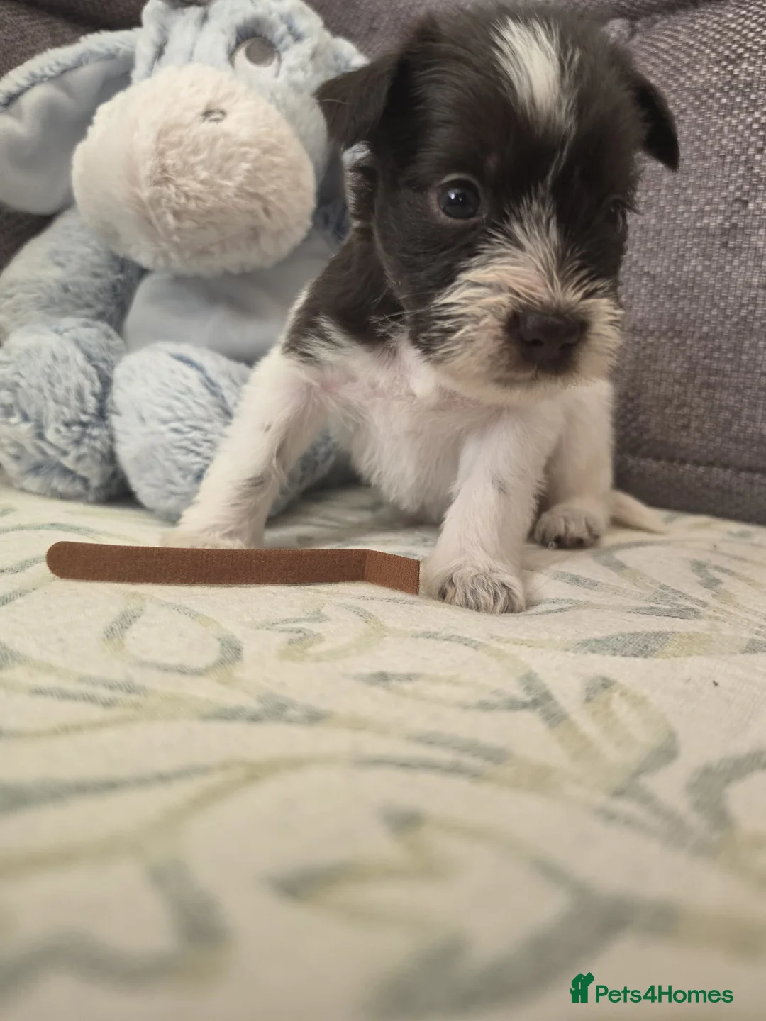 Miniature Schnauzer dogs for sale: Gorgeous kc registered miniature schnauzer puppies - Advert 1