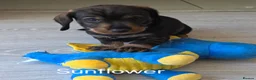 Dachshund dogs for sale: Stunning Standard Dachshund Puppies Ready Now - Advert 4