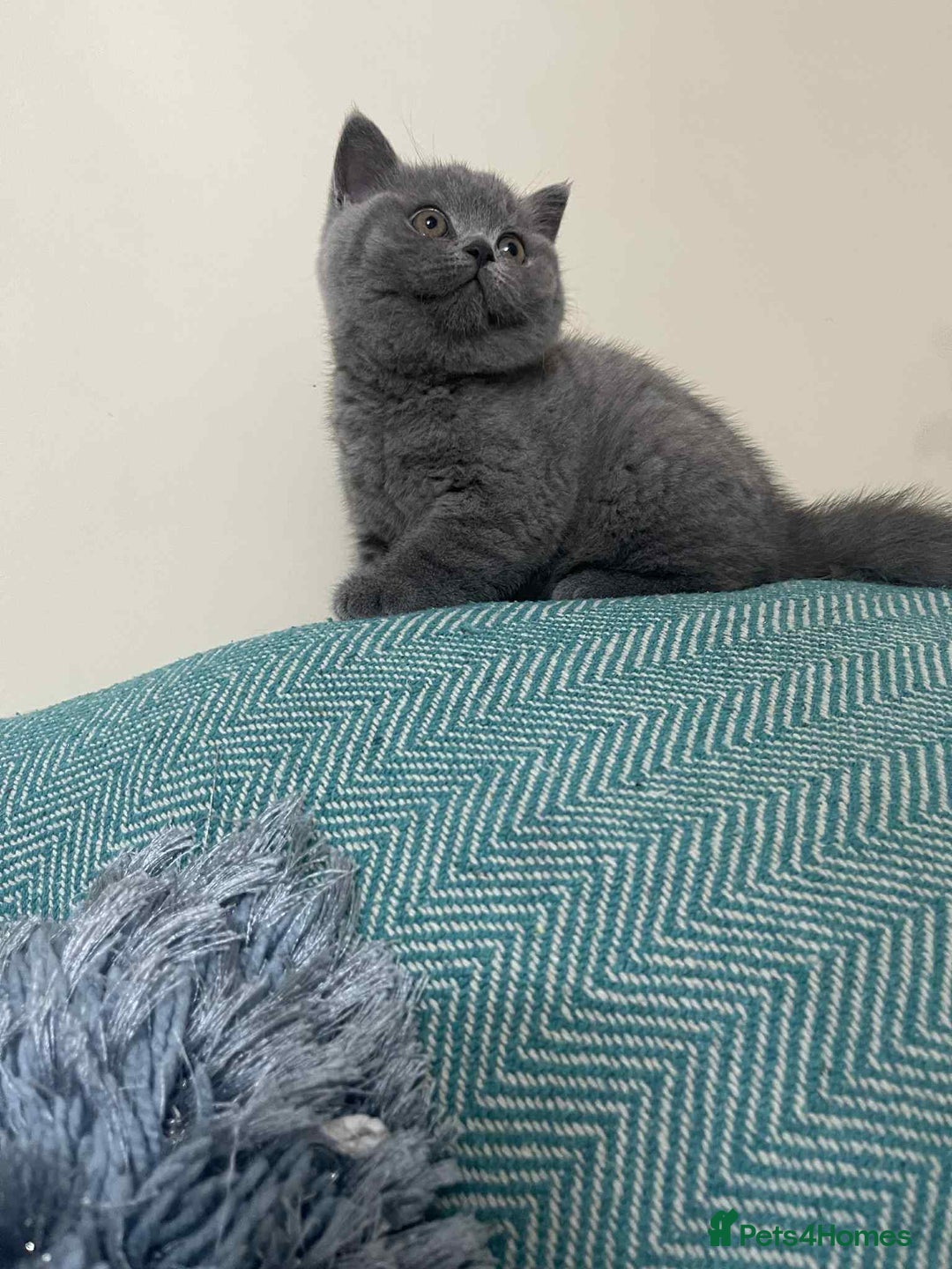 British Shorthair cats for sale: Beautiful British Shorthair Kittens  - Image 2