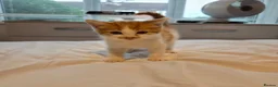 Mixed Breed cats for sale: Ginger, tuxedo and calico kittens - Advert 8