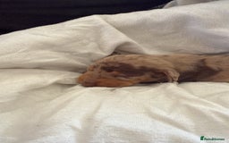 Dachshund dogs for sale: Litter of standard Dachshund  - Image 36