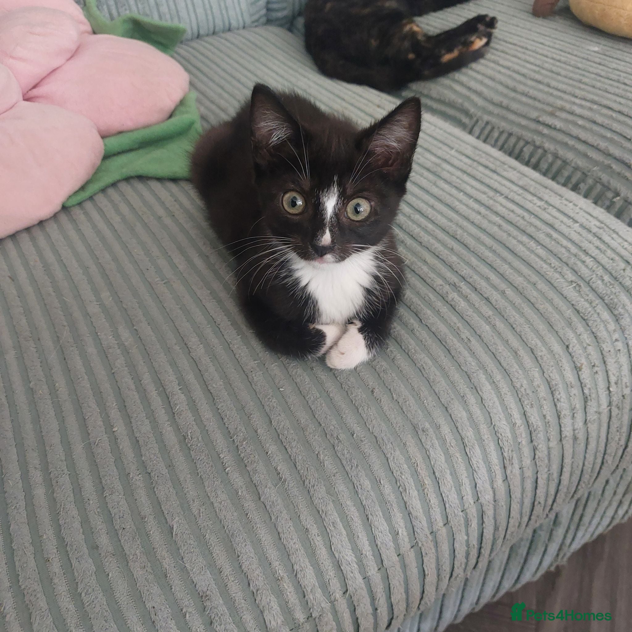 Mixed Breed cats Kittens (last one left) female - Advert 13