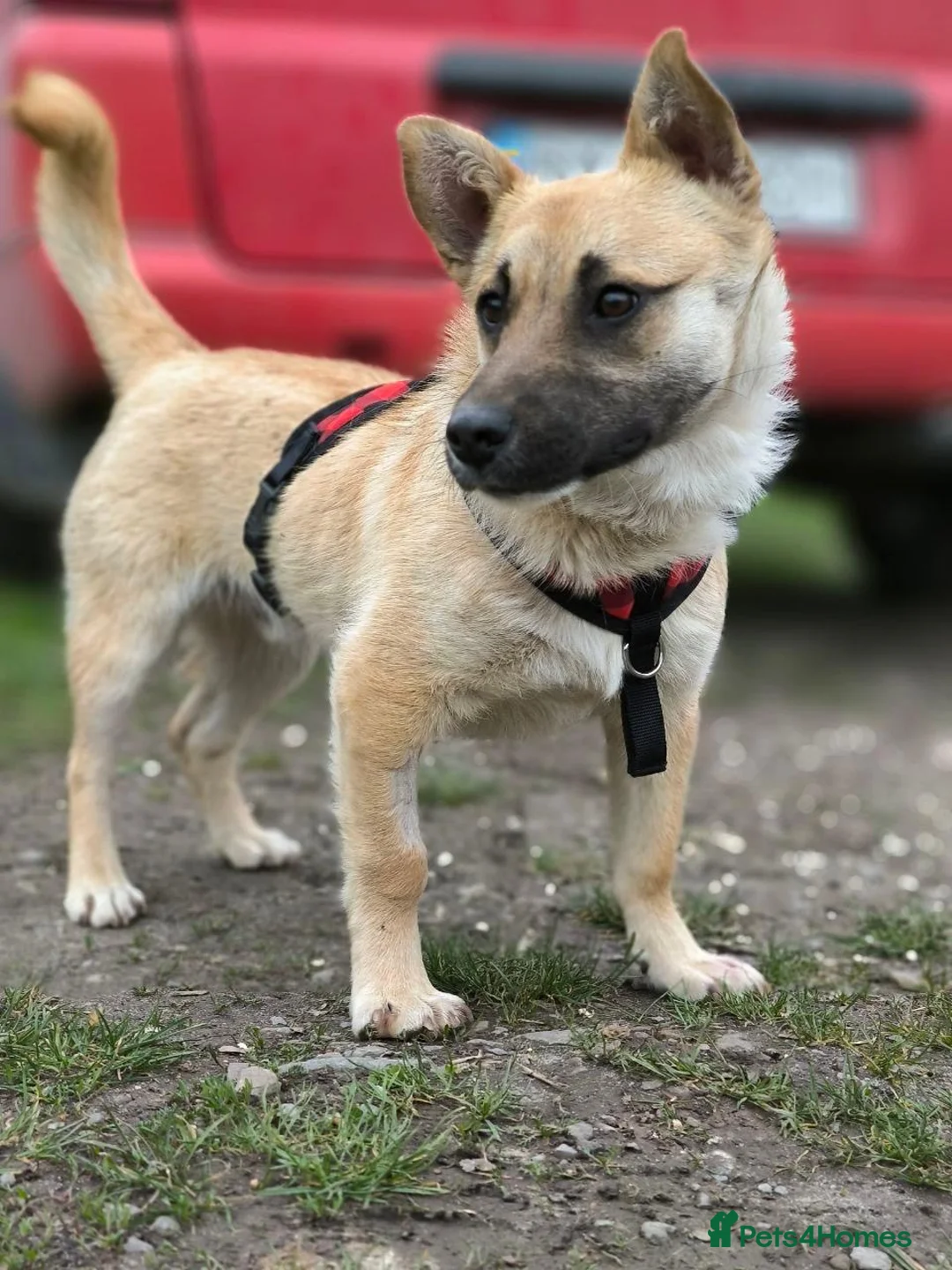 Mixed Breed dogs for adoption: 💙🐶 BILLY – FIRST TO GREET, FIRST TO LOVE 🐶💙 in Burton-on-Trent - Advert 2