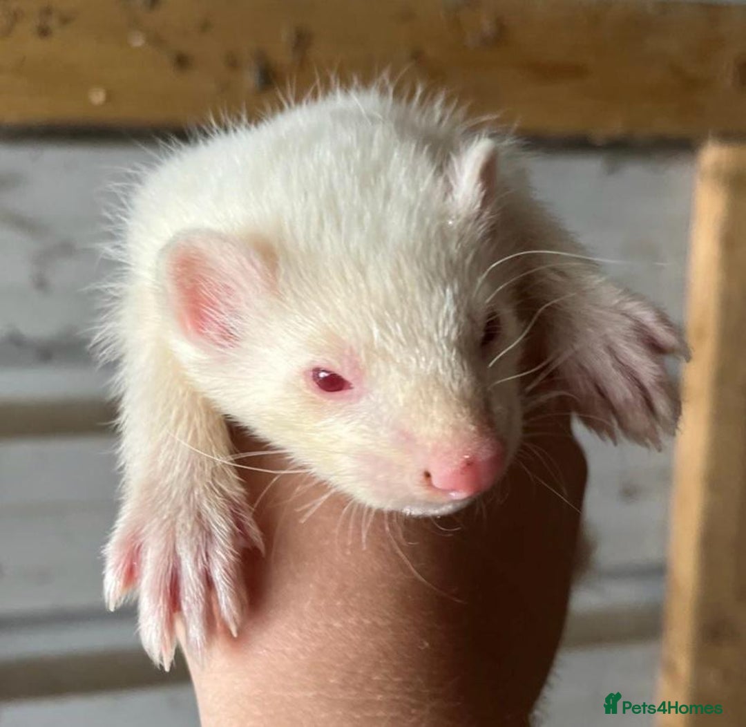 Ferret rodents for sale: Ferret Kits Available - Image 7