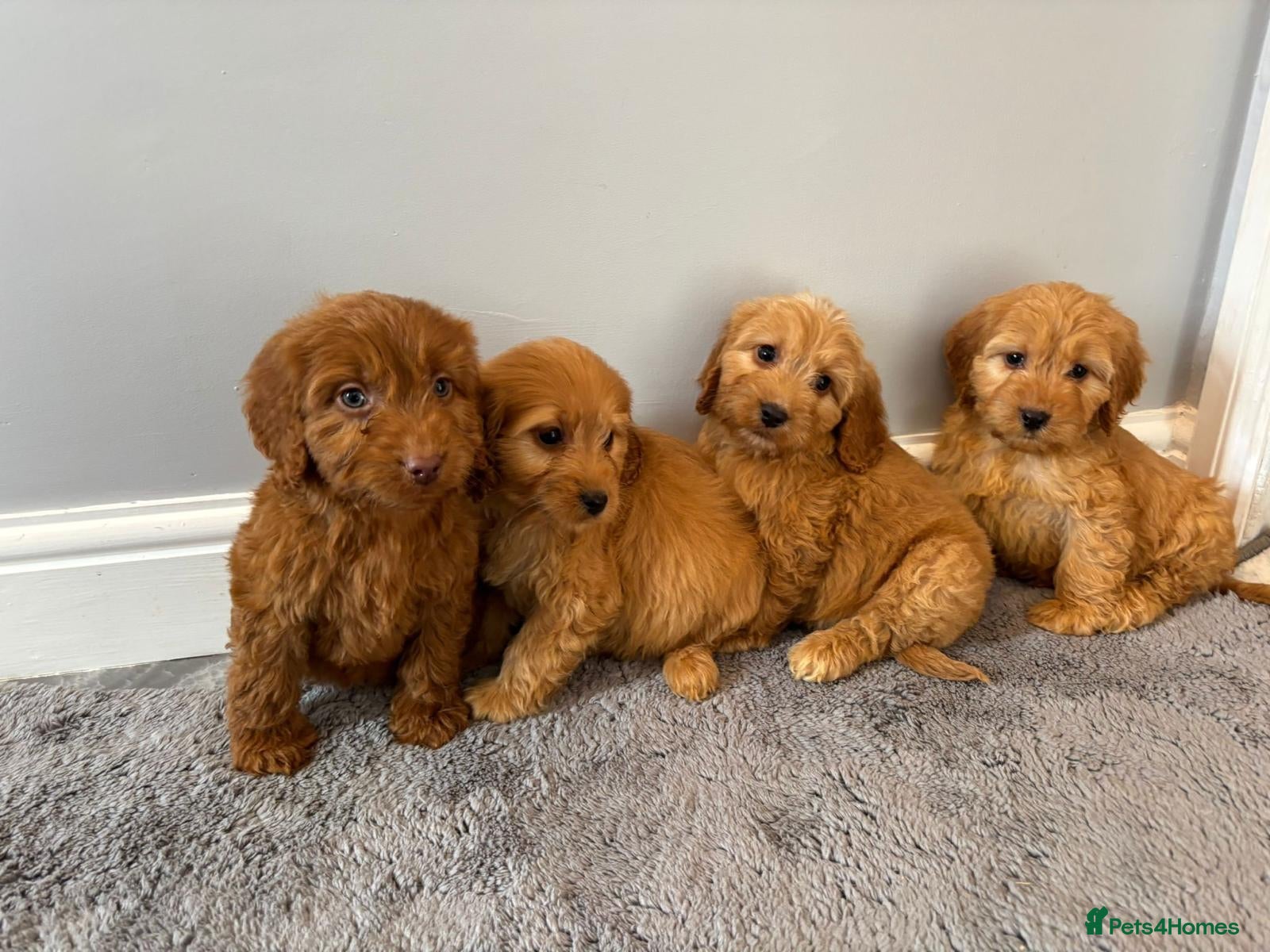 Cockapoo dogs Cockapoo girl puppies ready now  - Advert 5