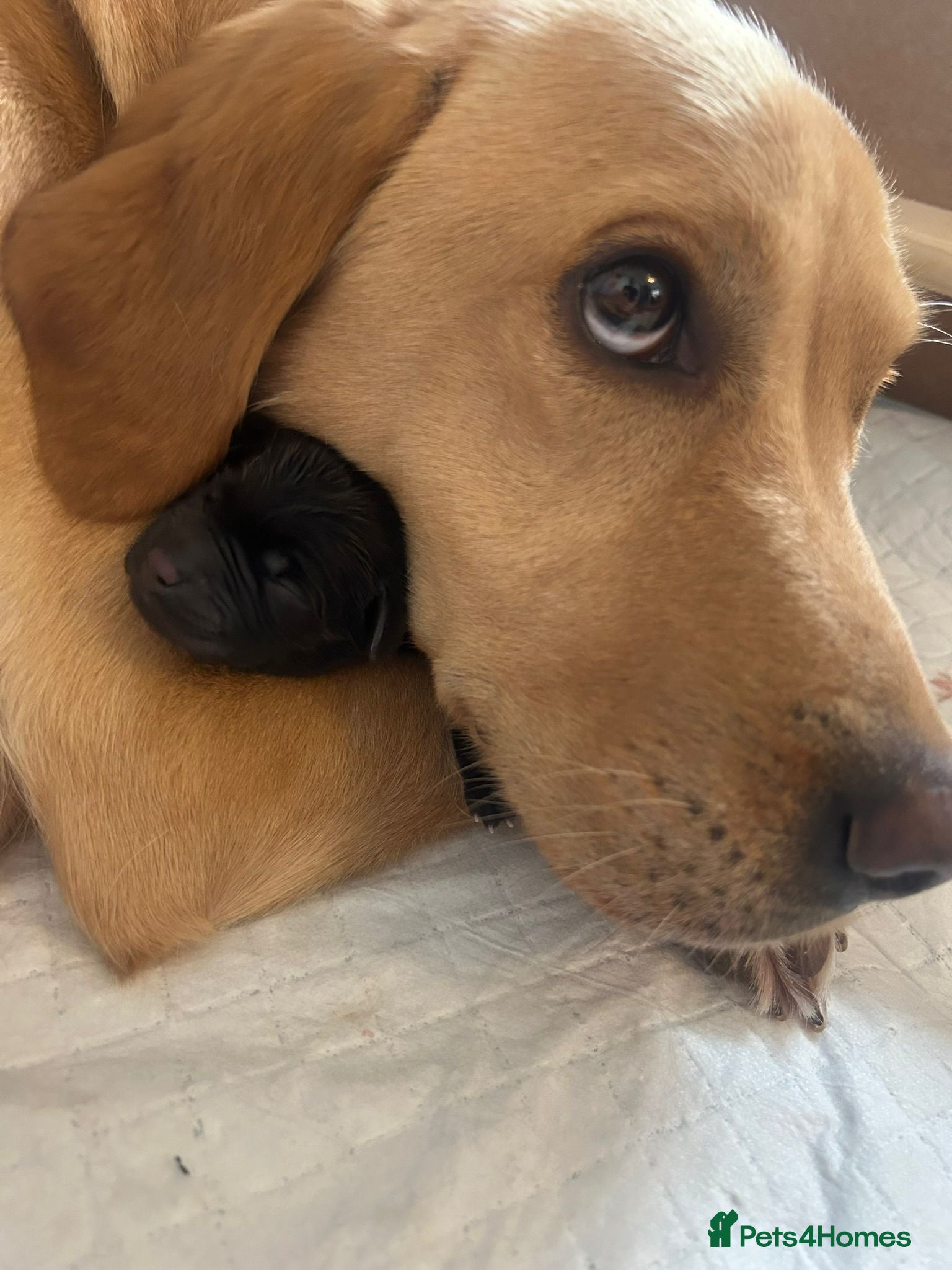 Labrador Retriever dogs Beautiful lab puppies - Advert 13