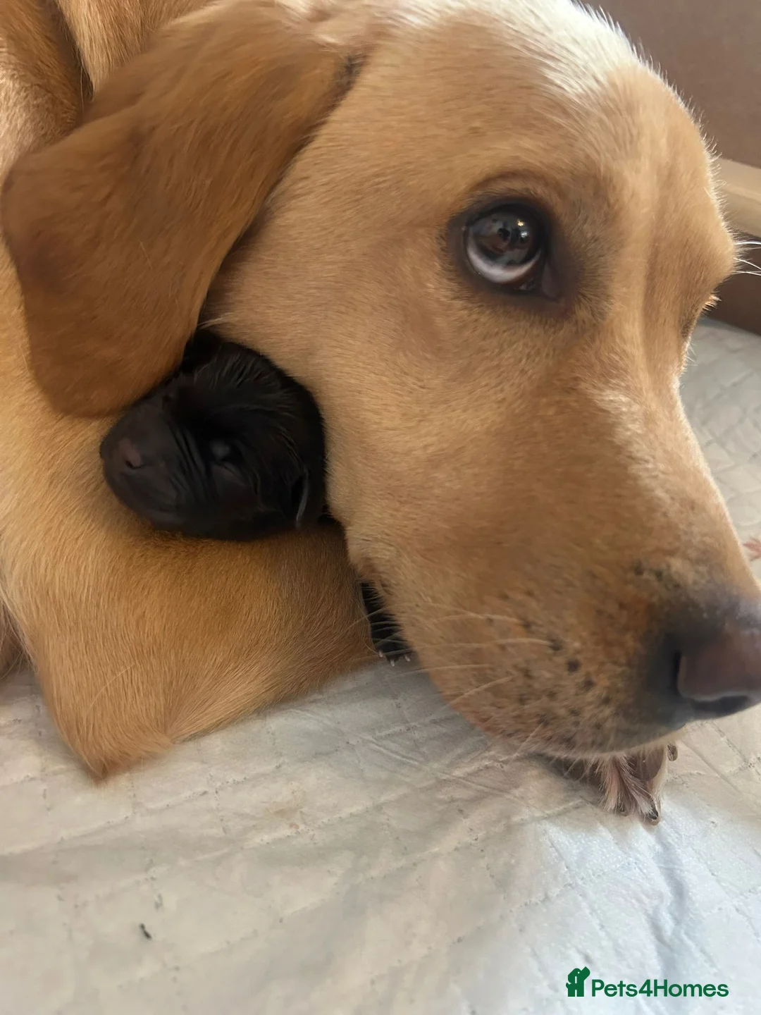 Labrador Retriever dogs for sale: Beautiful lab puppies in Neath - Advert 1