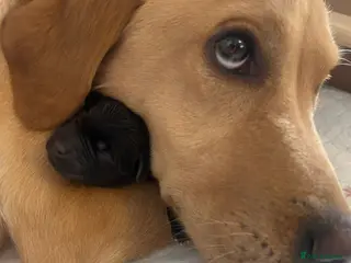 Labrador Retriever dogs Beautiful lab puppies - Advert 11