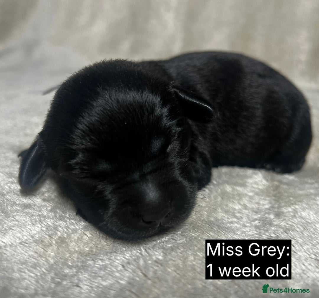 Labrador Retriever dogs for sale: 🖤🤎Superb, Kc Reg, Health Tested, Lab Pups🤎🖤 - Advert 15