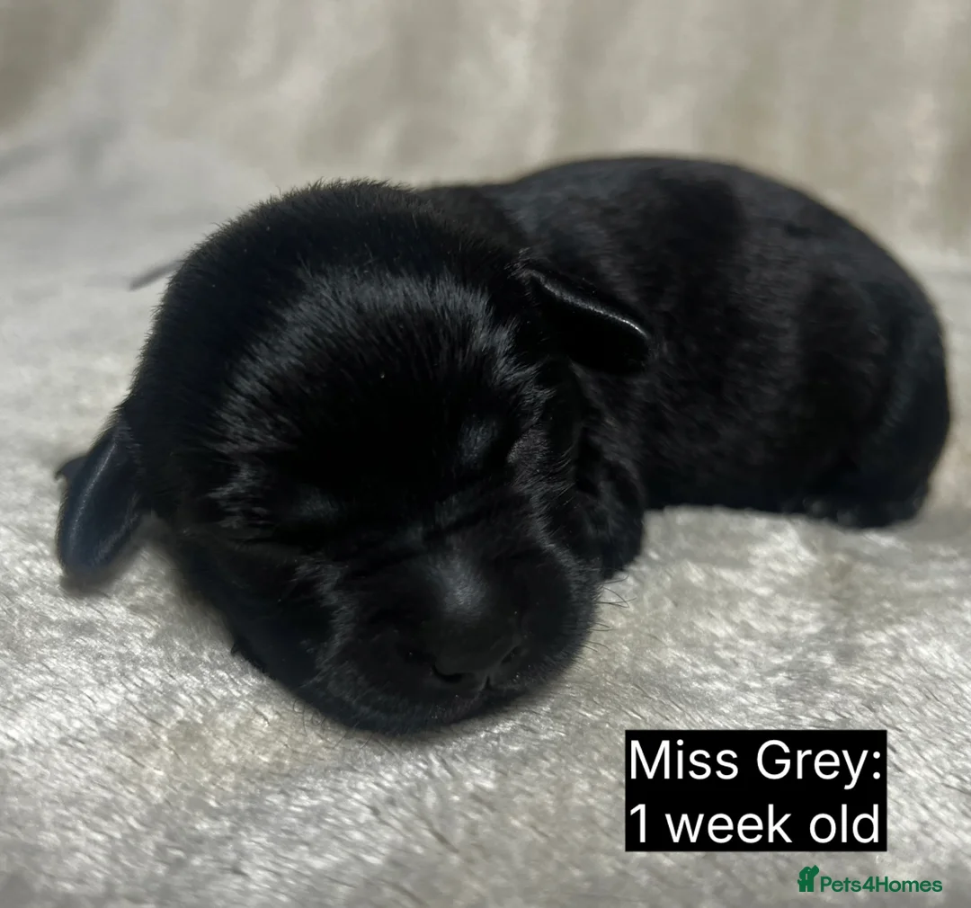 Labrador Retriever dogs for sale: 🖤🤎Superb, Kc Reg, Health Tested, Lab Pups🤎🖤 - Advert 16