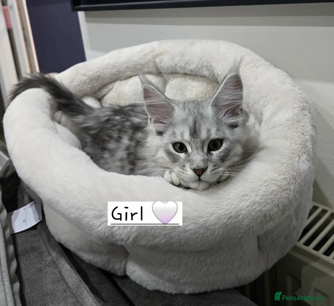 Maine Coon cats for sale: Pedigree TICA Maine Coon kittens READY  - Advert 28