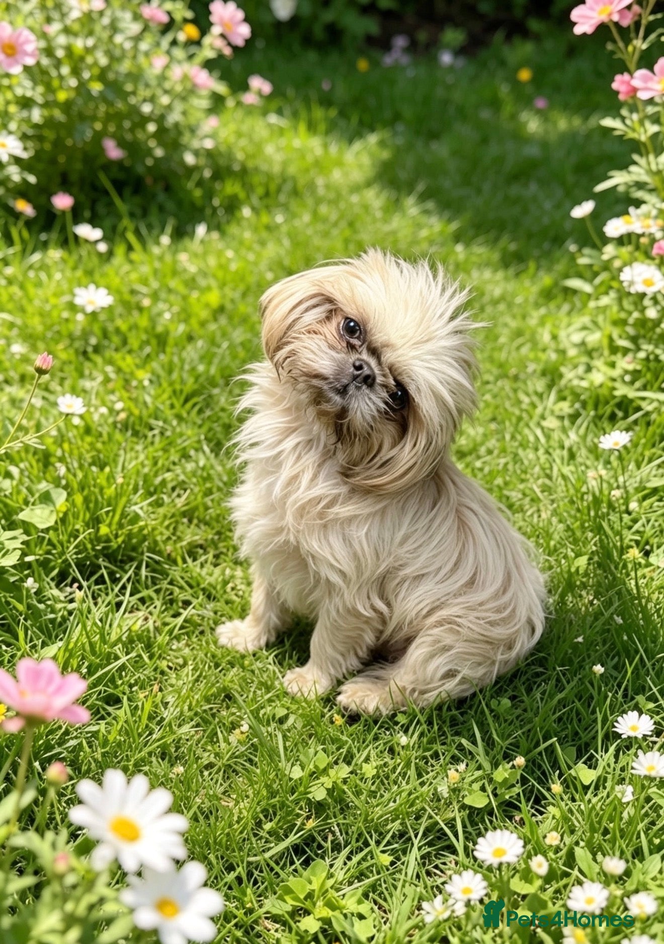 Shih Tzu dogs REDUCED** imperial boy for sale  - Advert 7