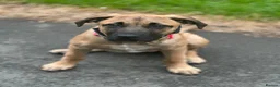 Mixed Breed dogs for sale: Athena Mali x cane corso  - Advert 2