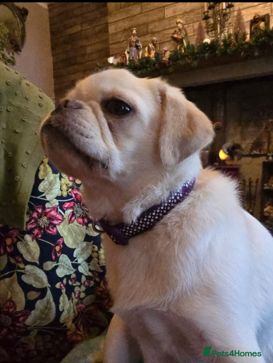 Pug dogs Young pug bitch - Advert 4