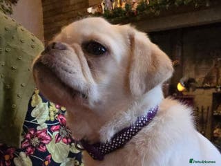 Pug dogs Young pug bitch - Advert 4