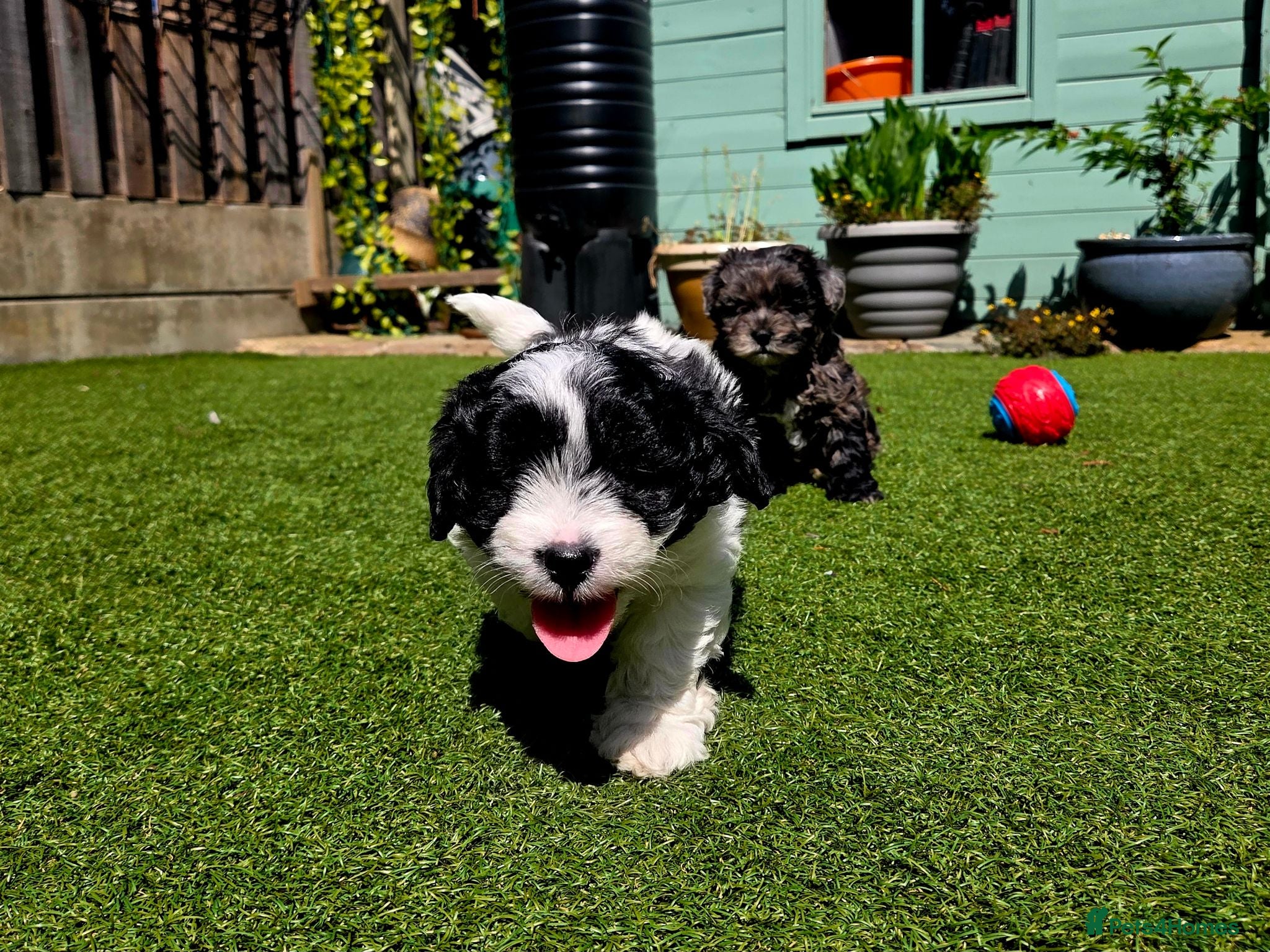 Lhasapoo dogs Stunning Lhasapoo Puppies.  - Advert 2