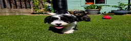 Lhasapoo dogs for sale: Stunning Lhasapoo Puppies. READY NOW! - Advert 3