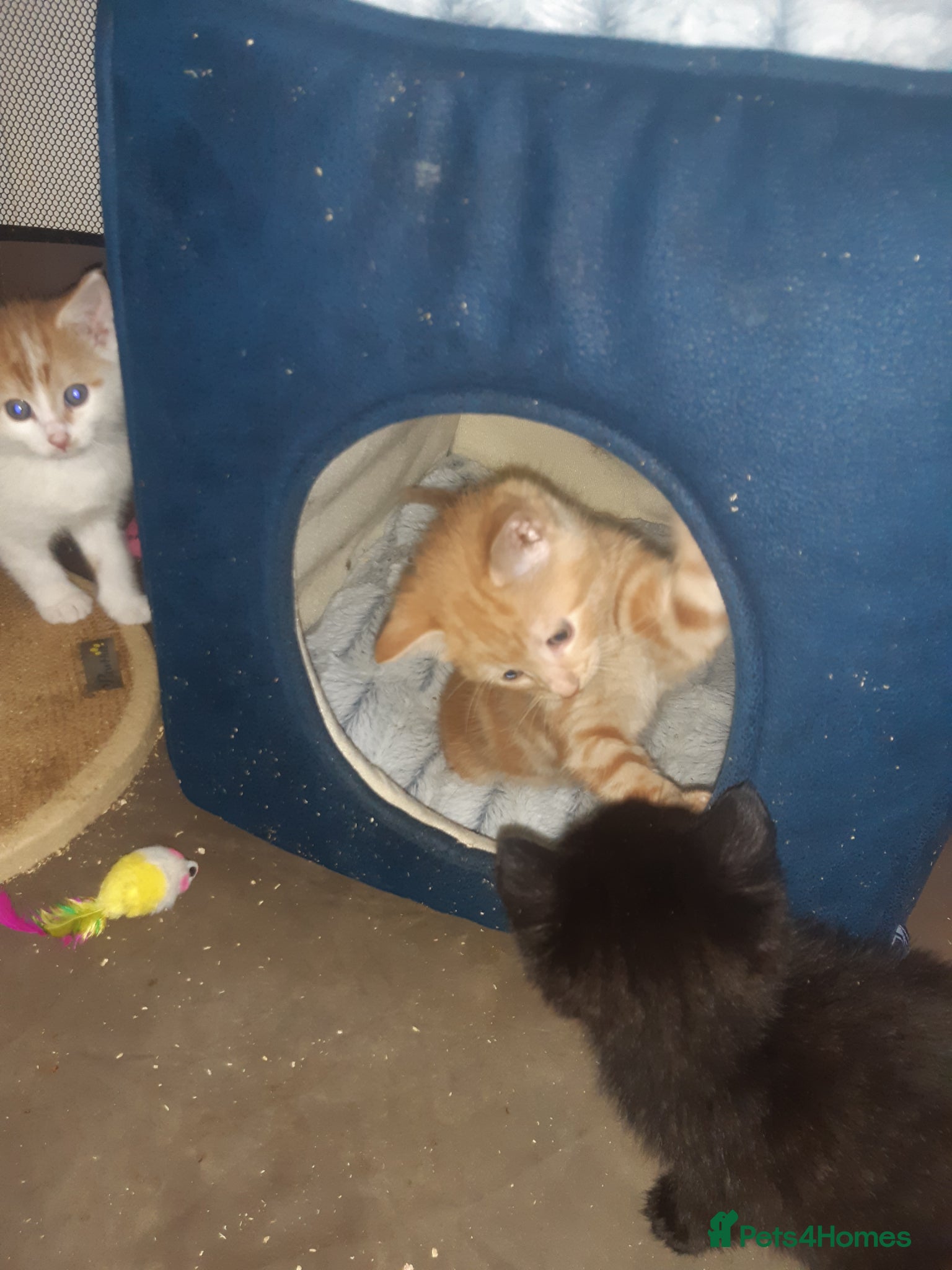 Mixed Breed cats Rupert and Ralf looking for homes - Advert 1