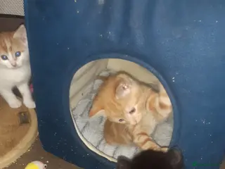 Mixed Breed cats Rupert and Ralf looking for homes - Advert 1