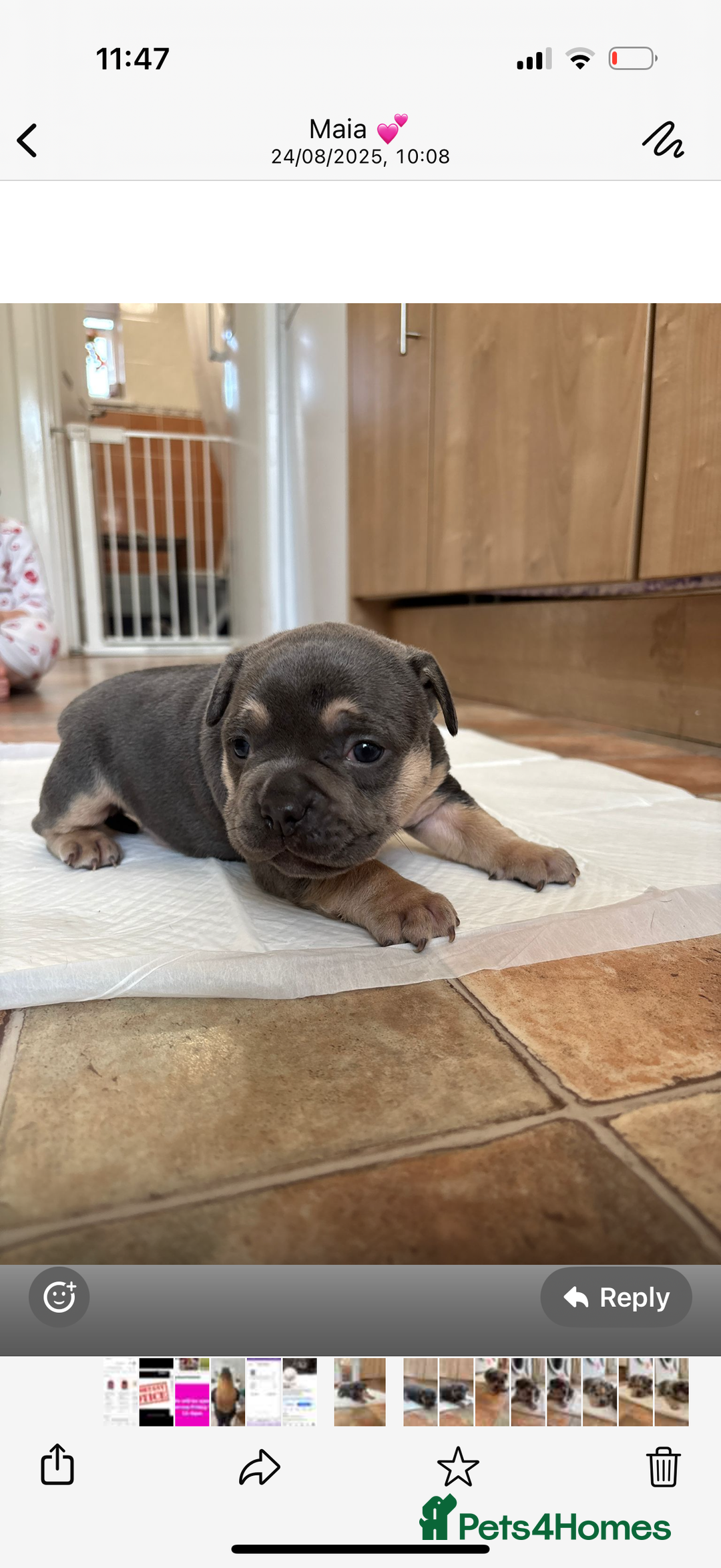 Mixed Breed dogs for sale: French bulldog cross pocket bully puppies  - Image 12