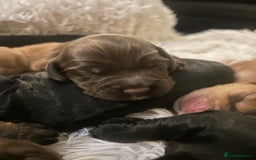 Cocker Spaniel dogs for sale: Cocker spaniel puppies - Image 26