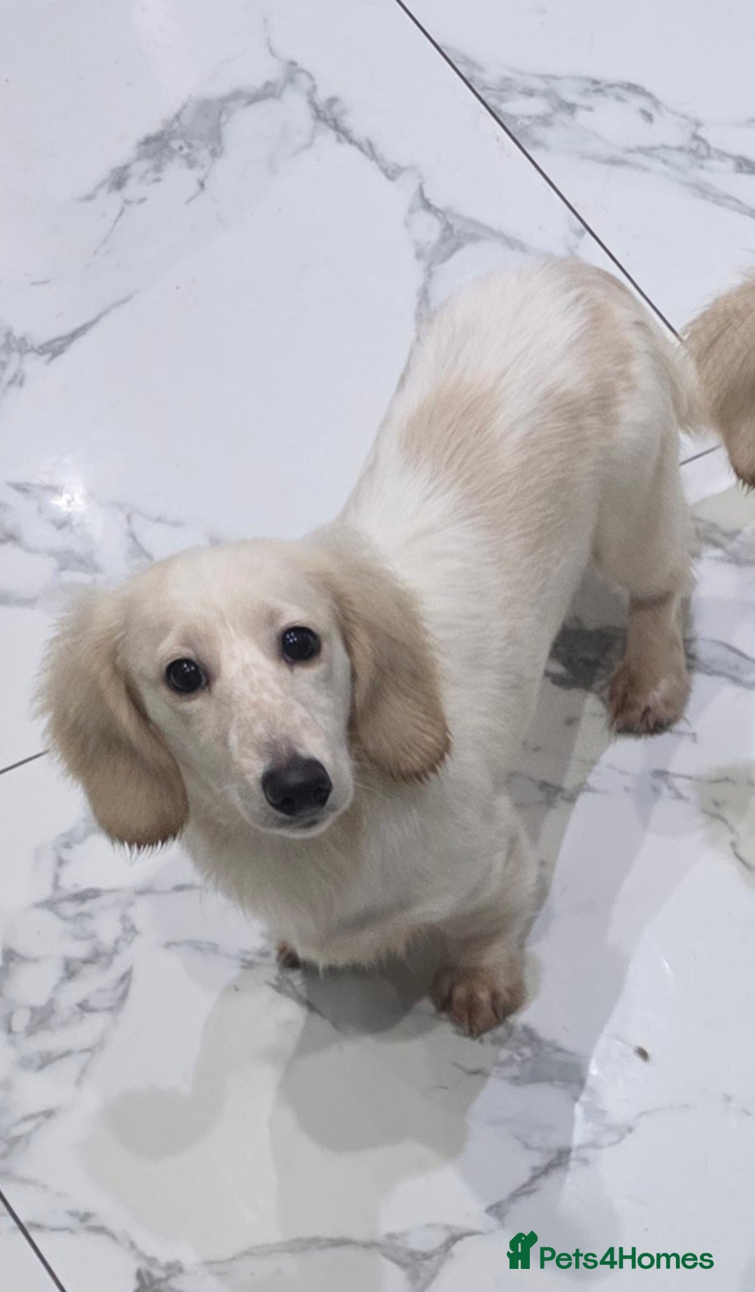 Miniature Dachshund dogs for sale: Miniature Dachshund cream piebald long-haired  - Advert 4