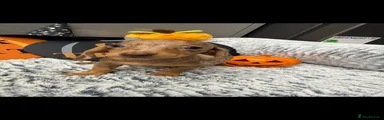 Dachshund 3