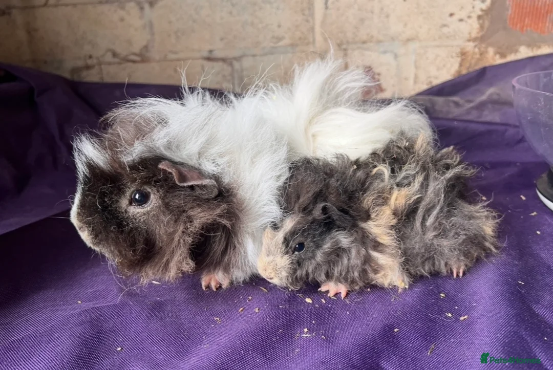 Guinea Pig rodents for sale: Lunkarya bonded boar guinea pigs - Advert 2
