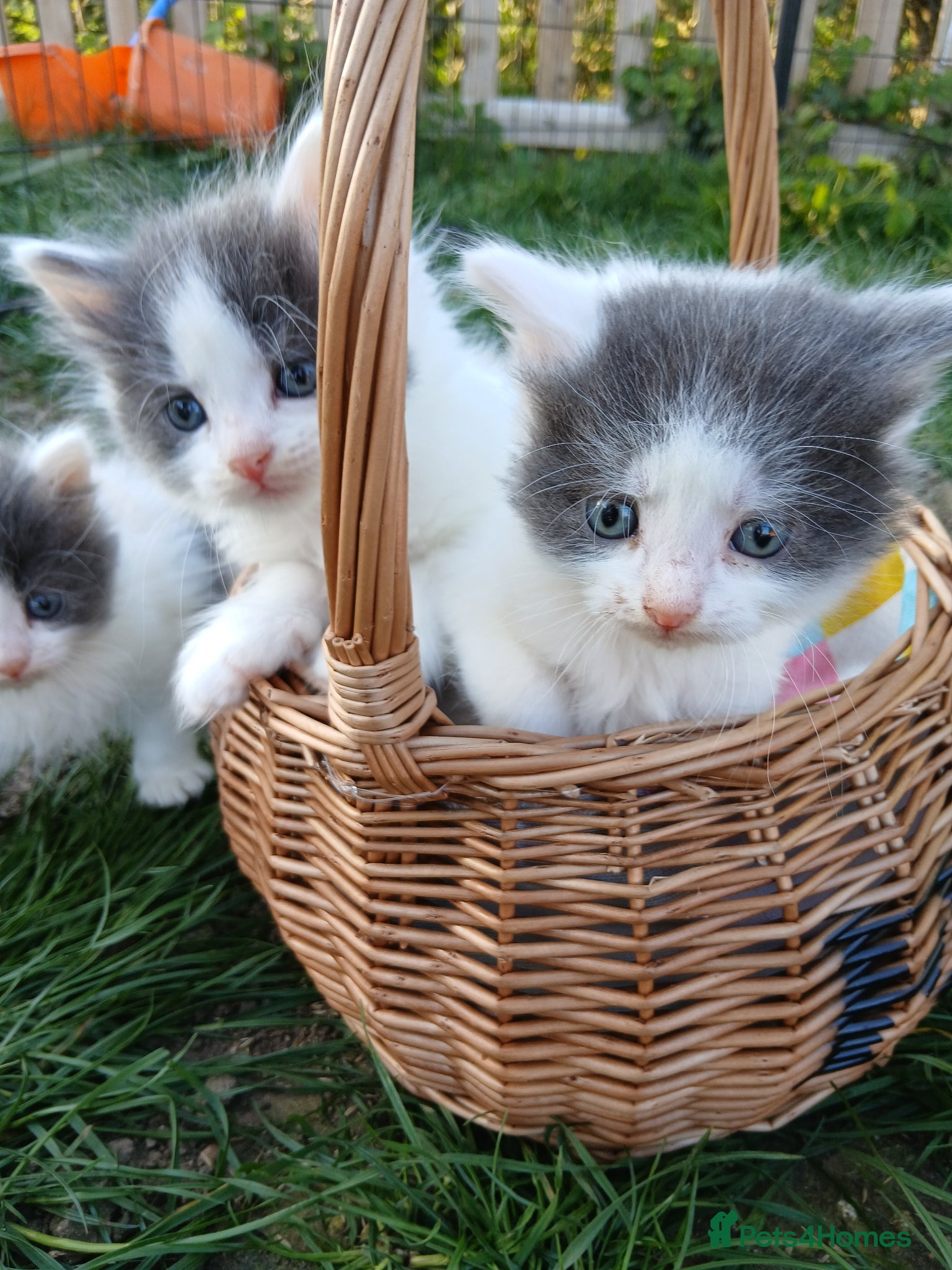 British Longhair cats Stunning british longhair kittens. READY IN 2 WEEK - Advert 2