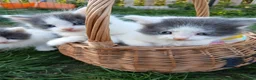 British Longhair cats for sale: READY NOW!!!! Stunning kittens - Advert 12