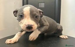 Mixed Breed dogs for sale: Mastiff x Shar pei puppies  - Image 16