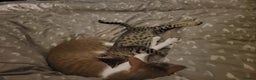 Savannah cats for sale: narla the f5 savannah - Advert 6