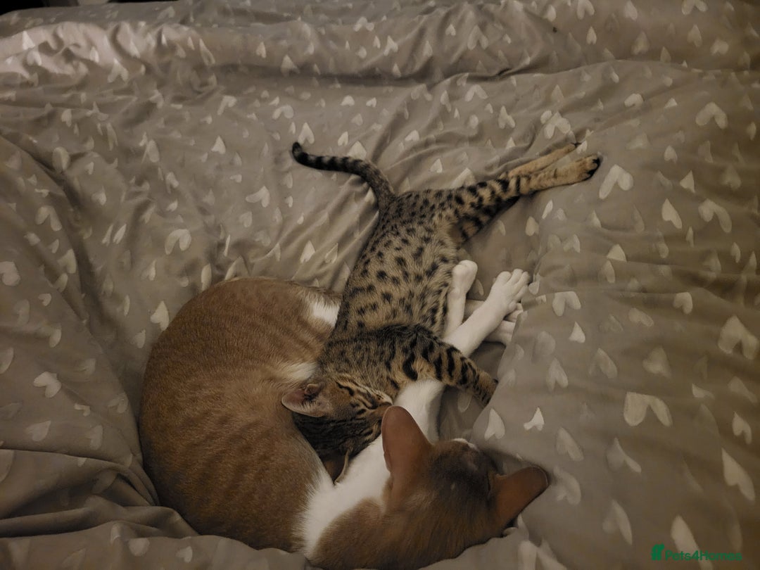 Savannah cats for sale: narla the f5 savannah - Advert 6