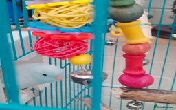 Parrots birds for sale: Parrotlets for sale  - Image 2