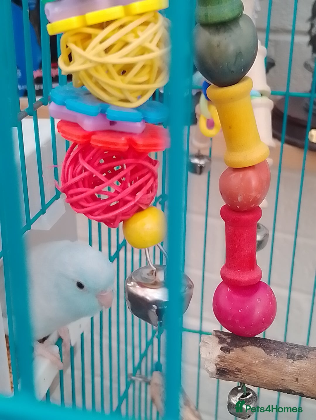 Parrots birds for sale: Parrotlets for sale  - Image 2