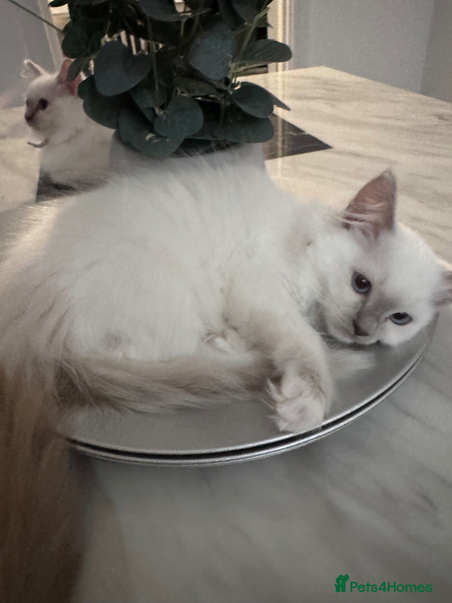 Ragdoll cats for sale: 🐾GCCF registered ragdoll kittens Lilac and blue🐾 - Advert 1