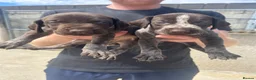 German Wirehaired Pointer dogs for sale: German wired haired pointer pups for sale  in Saint Austell - Advert 1