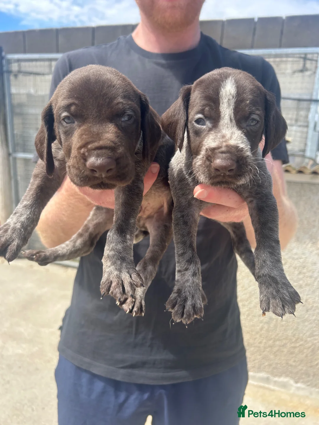 German Wirehaired Pointer dogs for sale: German wired haired pointer pups for sale  in Saint Austell - Advert 1