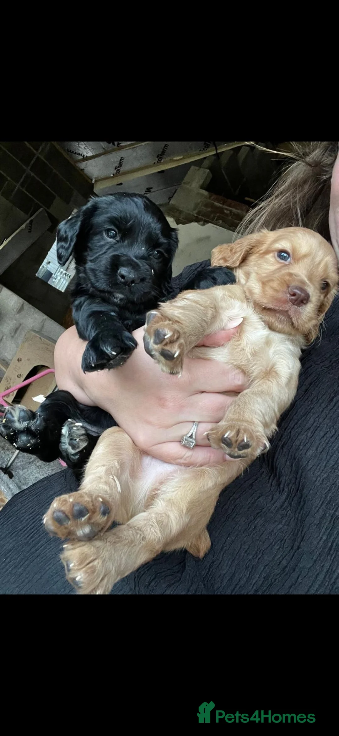 Cocker Spaniel dogs for sale: KC Cocker Spaniel-Black and Golden Boys Available in Settle - Advert 2