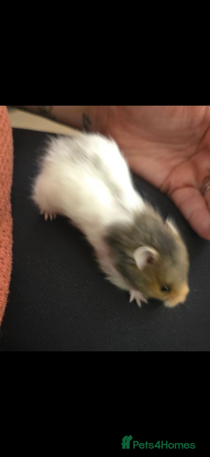 Hamster rodents for sale: 12 baby Syrian Hamsters  - Advert 2