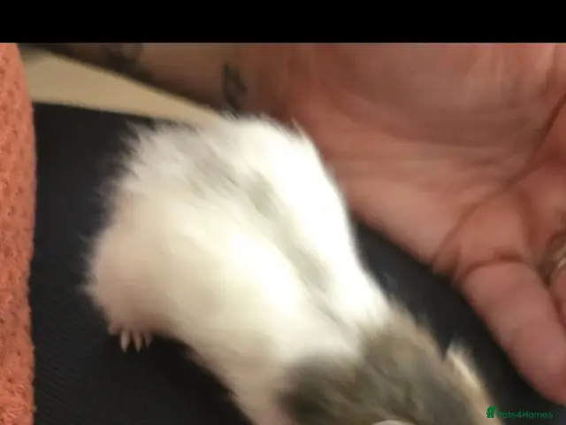 Hamster rodents for sale: 12 baby Syrian Hamsters - Advert 2
