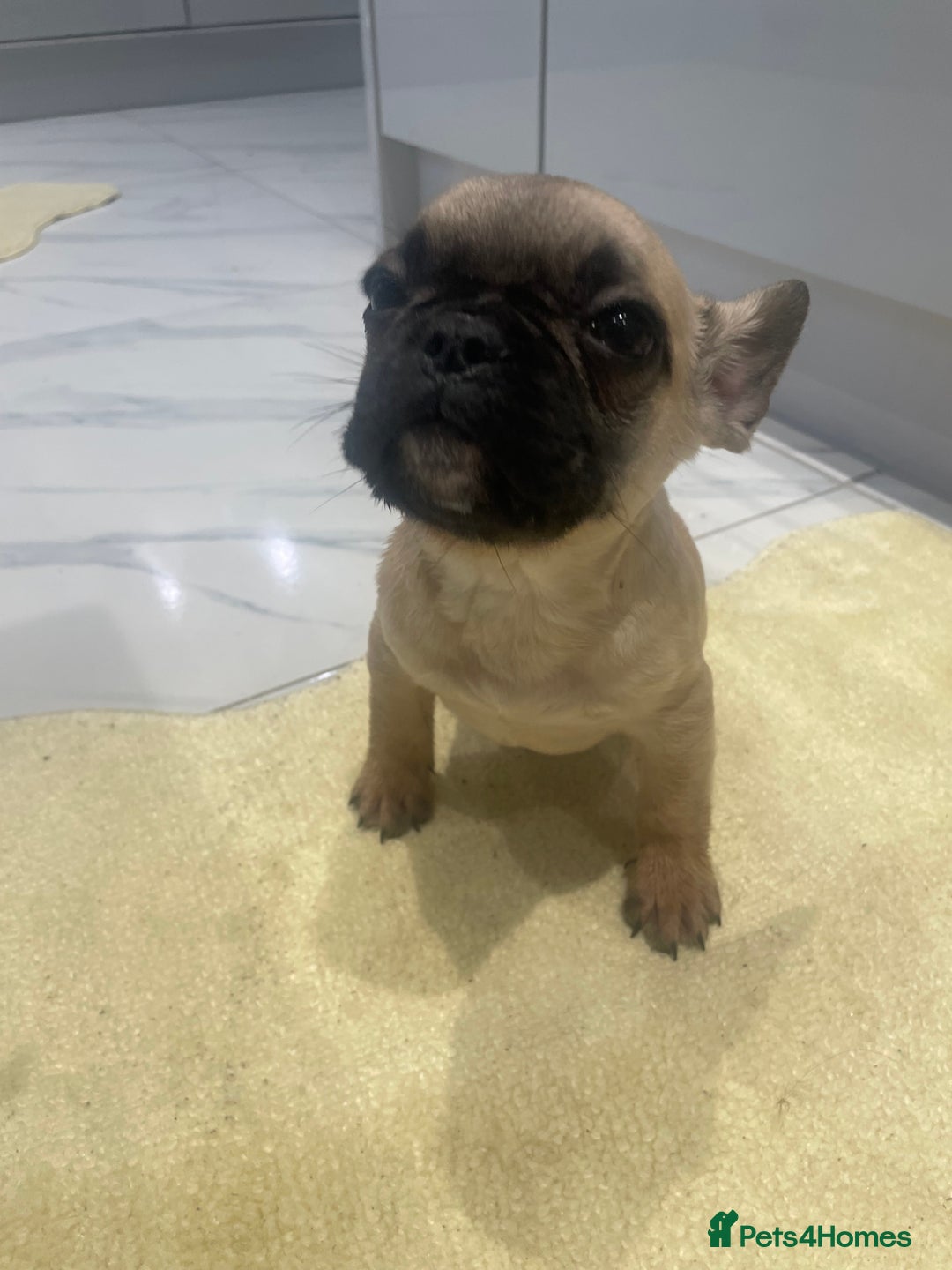 French Bulldog dogs for sale: Ready now!!! Reduce in price  - Advert 17